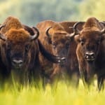 Zdjęcie okładkowe wpisu: Bison Bonasus na dużym ekranie – przygotowania do recenzji Apple TV 4 [wideo]