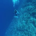 Zdjęcie okładkowe wpisu: Elphinstone