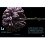 Zdjęcie okładkowe wpisu: Lightroom na dwóch Macach i scalanie katalogów