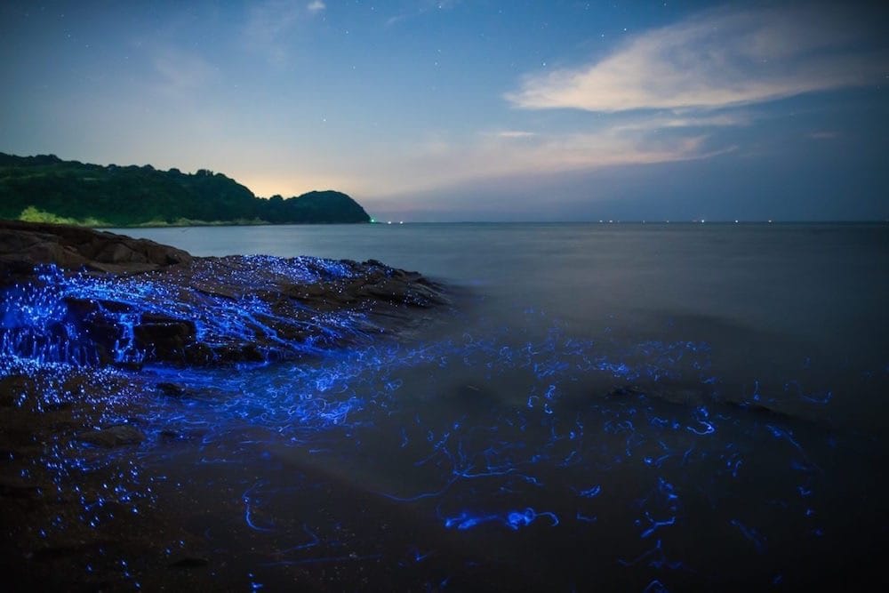 bioluminescencyjne-robaczki-1
