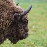 Zdjęcie okładkowe wpisu: Weekend w Puszczy Białowieskiej