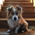 Zdjęcie okładkowe wpisu: Maksio!