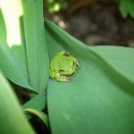 Zdjęcie okładkowe wpisu: Wracając do żaby