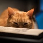 Zdjęcie okładkowe wpisu: Praca z domu