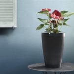 Zdjęcie okładkowe wpisu: Test – Parrot Pot