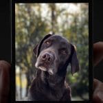 Zdjęcie okładkowe wpisu: Tryb portretowy w nowych reklamach Apple