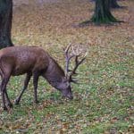 Zdjęcie okładkowe wpisu: Recenzja Sony Alpha 7R II