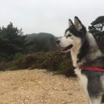 Zdjęcie okładkowe wpisu: Śmierć felietonisty <br />– Opowieści z Dorset