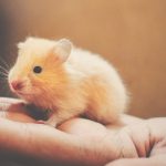 Zdjęcie okładkowe wpisu: Chomikuj, ale nie naruszaj