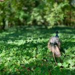 Zdjęcie okładkowe wpisu: iPhone X vs. XS – porównanie aparatów i zdjęć – część 1