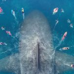 Zdjęcie okładkowe wpisu: The Meg – gigantyczny rekin na UHD Blu-ray to pokaz możliwości współczesnych telewizorów i systemów kina domowego