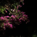 Zdjęcie okładkowe wpisu: Mikrozachwyt