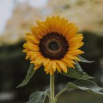 Zdjęcie okładkowe wpisu: Utopia