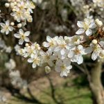 Zdjęcie okładkowe wpisu: Ikigai