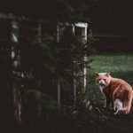 Zdjęcie okładkowe wpisu: O kocie, który chodził na spacer