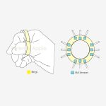 Zdjęcie okładkowe wpisu: Patent Apple ujawnia inteligentny system pierścieni do zastosowań AR, VR i MR