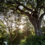 Zdjęcie okładkowe wpisu: Apple uruchamia fundusz o wartości 200 milionów dolarów, aby usunąć węgiel z atmosfery