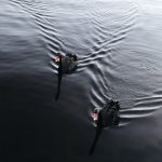 Zdjęcie okładkowe wpisu: Czarne łabędzie