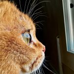 Zdjęcie okładkowe wpisu: Shot on iPhone Challenge – podziel się swoimi najlepszymi zdjęciami makro