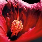 Zdjęcie okładkowe wpisu: Wyniki konkursu iPhone Macro Challenge