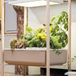 Zdjęcie okładkowe wpisu: Prêt à Pousser – czyli ogródek, gdy nie masz ogródka – targi IFA czas zacząć