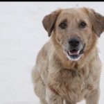 Zdjęcie okładkowe wpisu: DragGAN, interaktywna AI do modyfikacji obrazu – to nie jest żadna edycja zdjęć