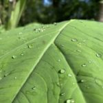 Zdjęcie okładkowe wpisu: ELMO