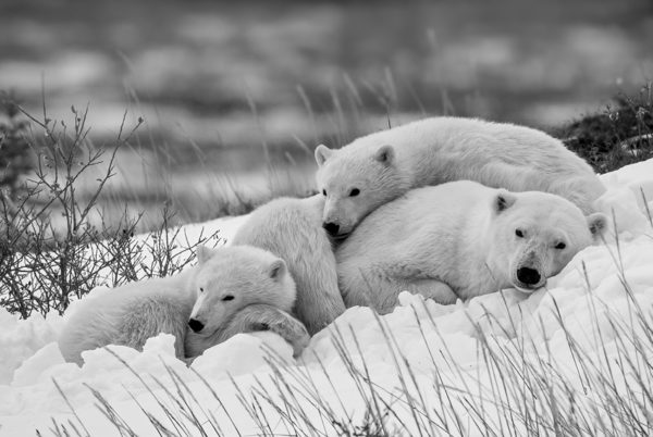 © Kevin Shi, United States, Finalist, Professional competition, Wildlife & Nature, Sony World Photography Awards 2025