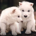 Zdjęcie okładkowe wpisu: Wilk straszny powraca: przełom w inżynierii genetycznej budzi nadzieje i kontrowersje