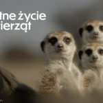 Zdjęcie okładkowe wpisu: Niezwykły serial przyrodniczy Apple TV+ z szansą na 6 nagród Emmy. Czym zachwyciło „Sekretne życie zwierząt”?