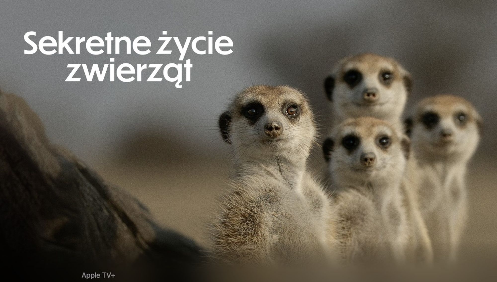 Zdjęcie okładkowe wpisu Niezwykły serial przyrodniczy Apple TV+ z szansą na 6 nagród Emmy. Czym zachwyciło „Sekretne życie zwierząt”?