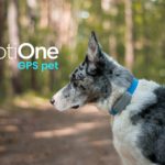 Zdjęcie okładkowe wpisu: Lokalizator GPS dla psa i kota bez abonamentu. Polska firma notiOne ma nowy produkt