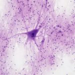 Zdjęcie okładkowe wpisu: Przełom w bioelektronice. Naukowcy stworzyli sztuczny neuron, który działa jak prawdziwy