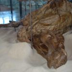 Zdjęcie okładkowe wpisu: Odkrycie, które zmienia podręczniki. Niezwykłe „mumie” dinozaurów z Wyoming