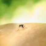 Zdjęcie okładkowe wpisu: Nekrodruk w natarciu. Kłujka komara tańszą alternatywą dla precyzyjnych dysz 3D