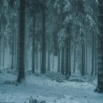 Zdjęcie okładkowe wpisu: Shazam dla dzięcioła. Jak sztuczna inteligencja wyciągnęła mnie na&nbsp;mróz (i&nbsp;kazała słuchać)