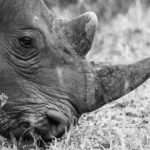 Zdjęcie okładkowe wpisu: Ostatni posiłek prehistorycznego wilka. Niezwykłe odkrycie w&nbsp;żołądku szczeniaka