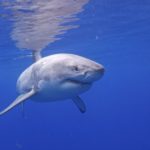 Zdjęcie okładkowe wpisu: Królowie oceanów gotują się od&nbsp;środka. Ewolucyjna supermoc staje się przekleństwem żarłaczy białych