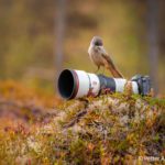 Zdjęcie okładkowe wpisu: Sony odchudza sprzęt dla profesjonalistów. Nowe superteleobiektywy 400 mm i&nbsp;600 mm ważą mniej niż kilogram